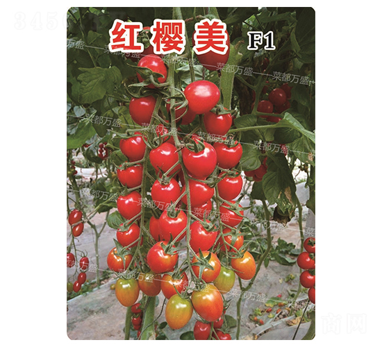 �t����-���t���N��-�˶��fʢ