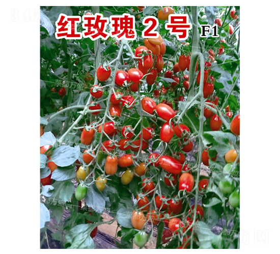 �tõ��2̖-���t���N��-�˶��fʢ