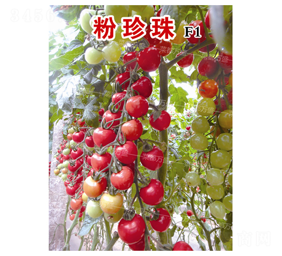 ������-���t���N��-�˶��fʢ