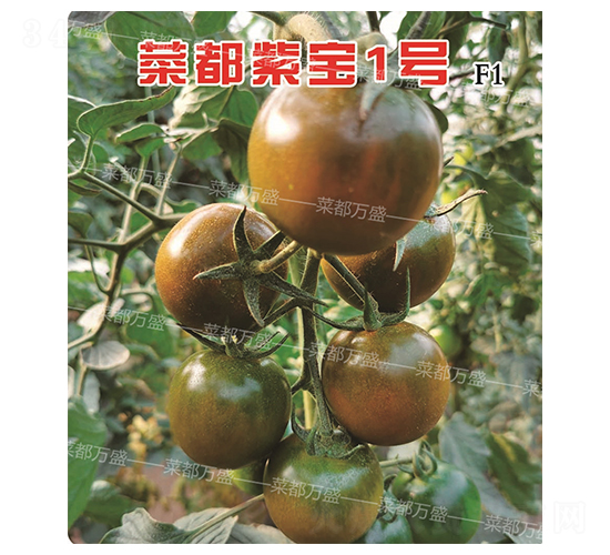 �˶��ό�1̖(h��o)-���t���N��-�˶��fʢ