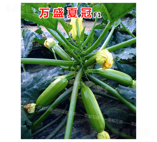 �fʢ�Ĺ�-�����J�N��-�˶��fʢ