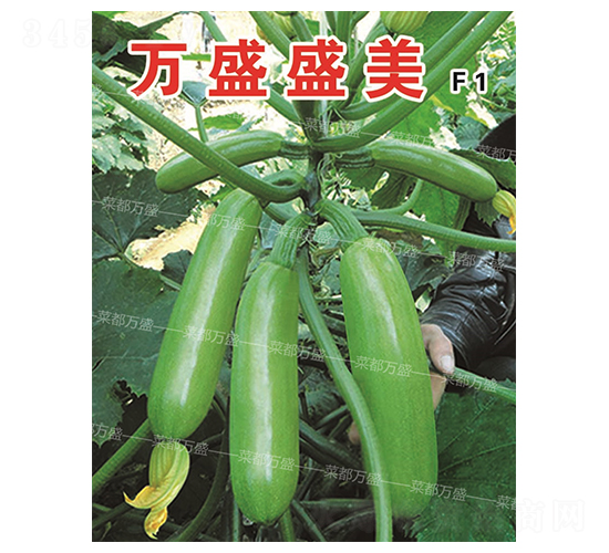 �fʢʢ��-�����J�N��-�˶��fʢ