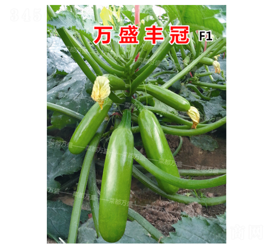 �f(w��n)ʢ�S��-�����J�N��-�˶��f(w��n)ʢ