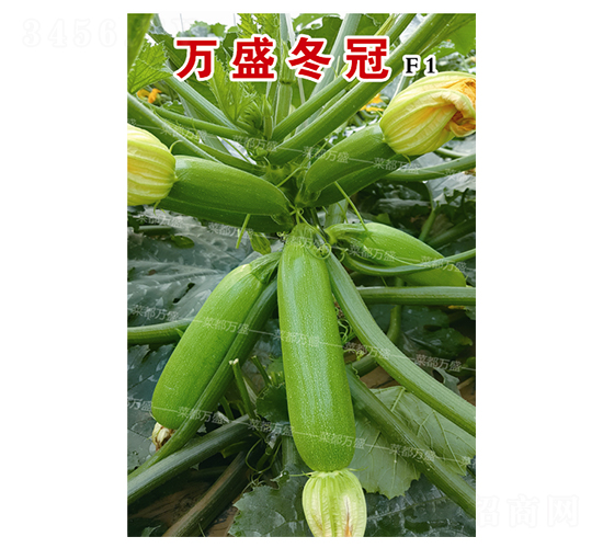 �fʢ����-�����J�N��-�˶��fʢ