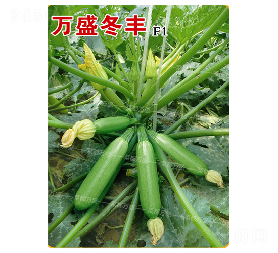 �fʢ���S-�����J�N��-�˶��fʢ