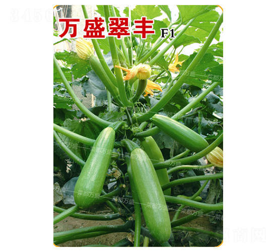 �fʢ���S-�����J�N��-�˶��fʢ