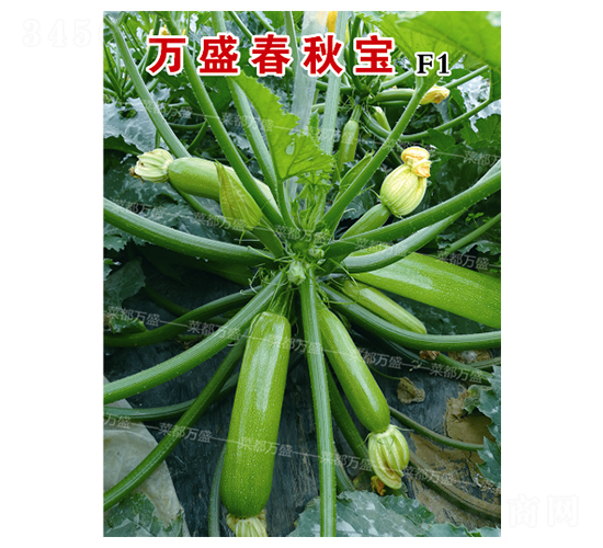 �fʢ���-�����J�N��-�˶��fʢ