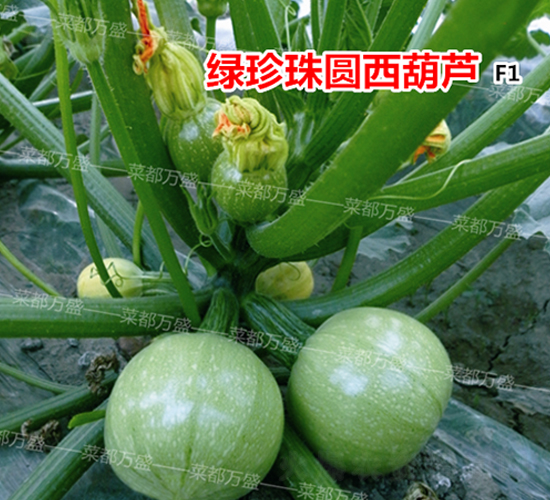 �G����-�����J�N��-�˶��fʢ