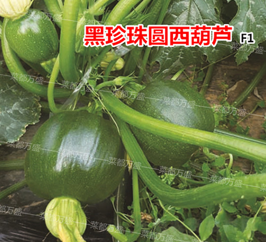 ������-�����J�N��-�˶��f(w��n)ʢ