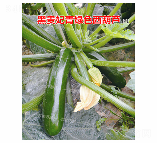 ���F��-�����J�N��-�˶��fʢ