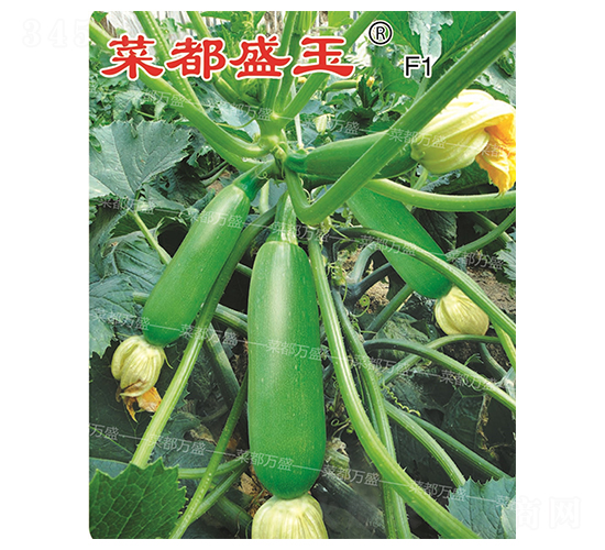 �˶�ʢ��-�����J�N��-�˶��fʢ