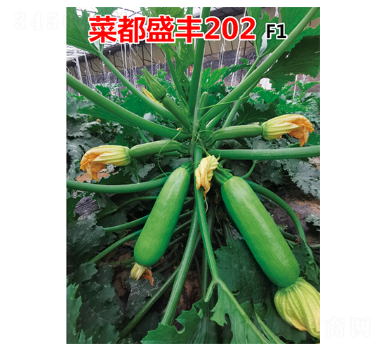 �˶�ʢ�S202-�����J�N��-�˶��fʢ