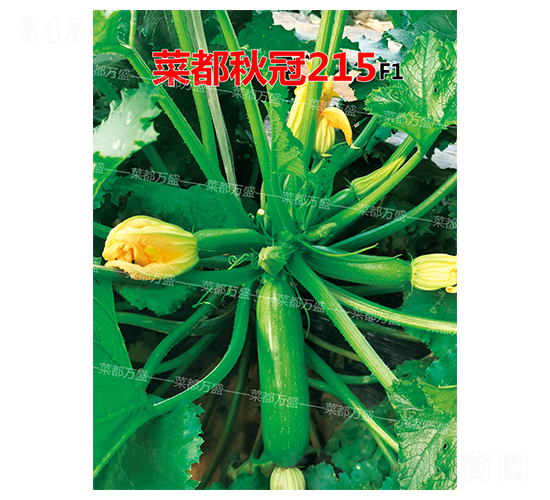 �˶����215-�����J�N��-�˶��fʢ