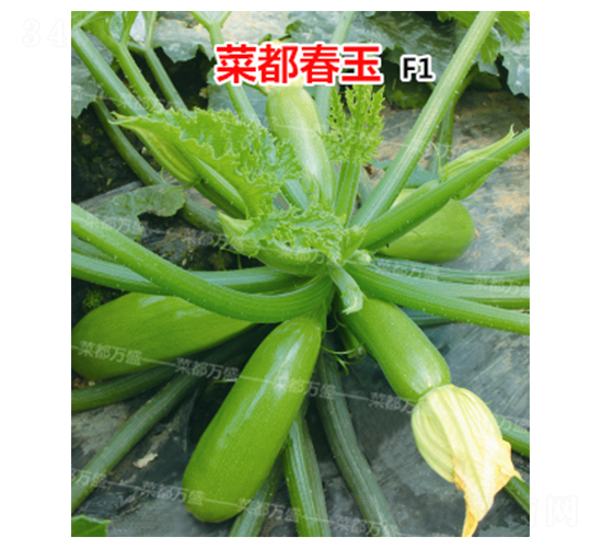 �˶�����-�����J�N��-�˶��fʢ