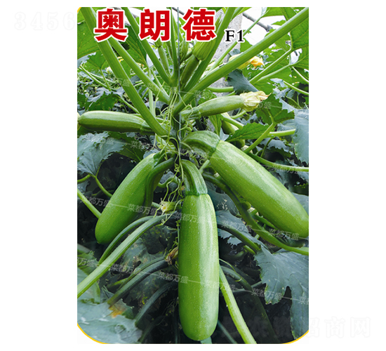 �W�ʵ�-�����J�N��-�˶��f(w��n)ʢ