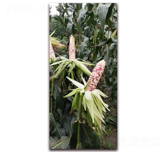 ���FŴ932-Ŵ���׷N��-���A�N�I(y��)