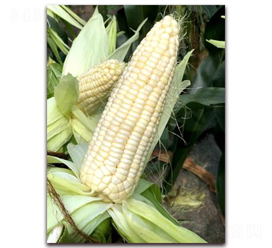 ����Ŵ75-Ŵ���׷N��-���A�N�I(y��)