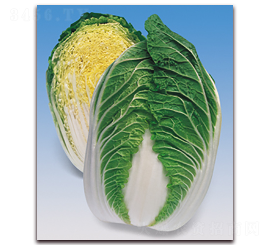 ��ѩ����-��ײ˷N��-���A�N�I(y��)