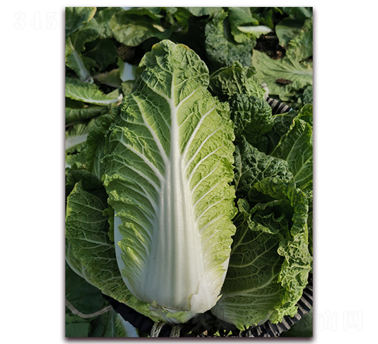 TI-145-��ײ˷N��-���A�N�I(y��)