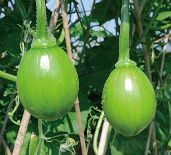 ��������-�����J�N��-��Ļ��