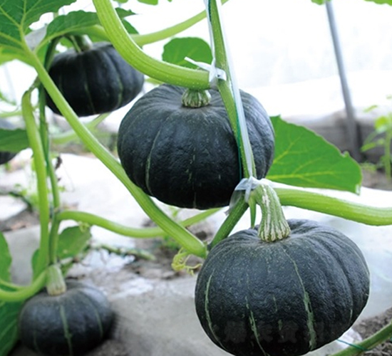 ������-�ϹϷN��-��Ļ��