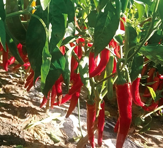 ���¼t-�����N��-��Ļ��