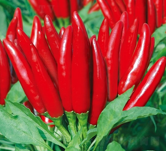 ��Ļ��t��-�����N��-��Ļ��