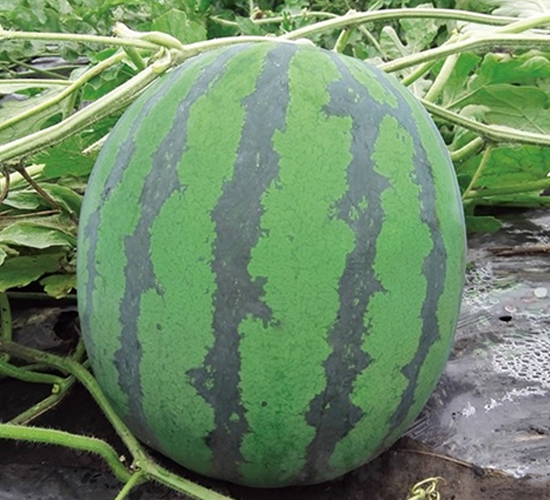 Ļ��ϲ�혷-���ϷN��-��Ļ��