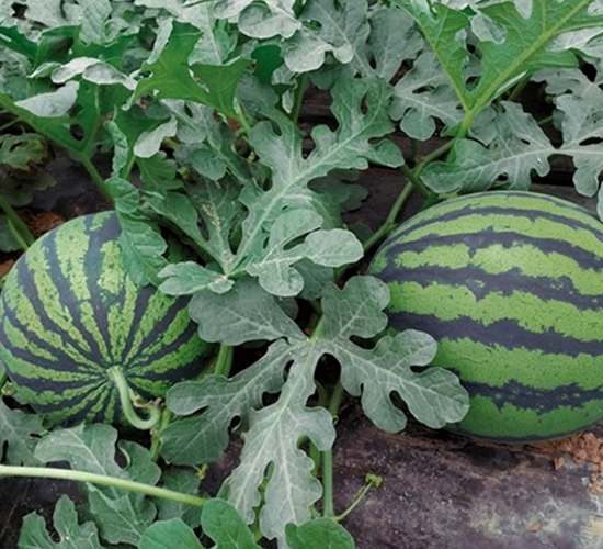 Ļ��ʹ��-���ϷN��-��Ļ��