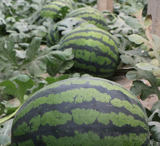 �t�-���ϷN��-��Ļ��