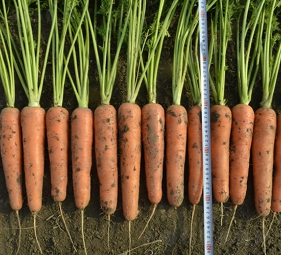 ����-���}���N��-��Ļ��