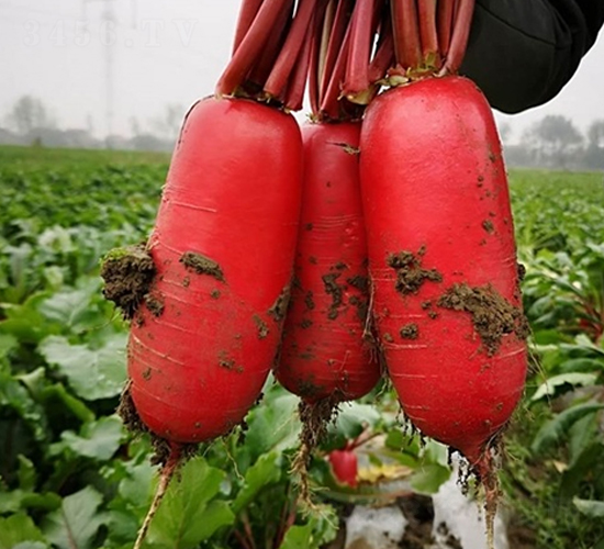 Ļ��t����̖(h��o)-�}���N��-��Ļ��