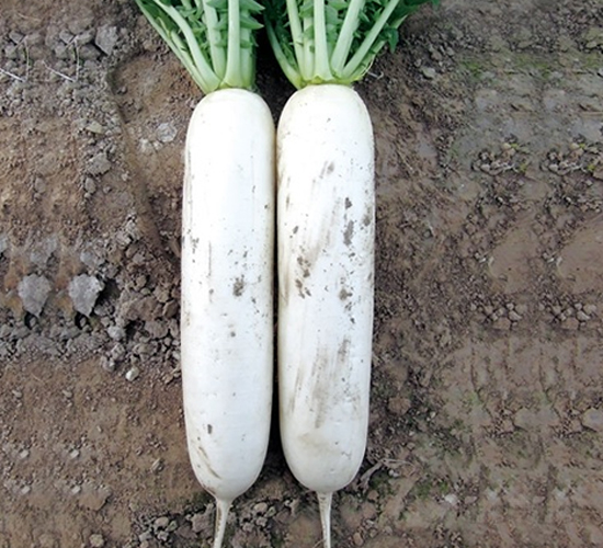 �ٴ�-�}���N��-��Ļ��