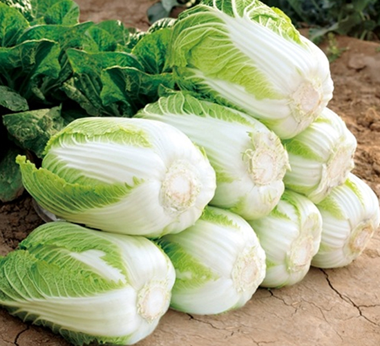 Ļ������-�ײ˷N��-��Ļ��