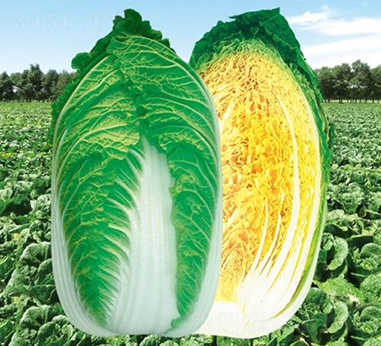 ��Ļ��182-�ײ˷N��-��Ļ��