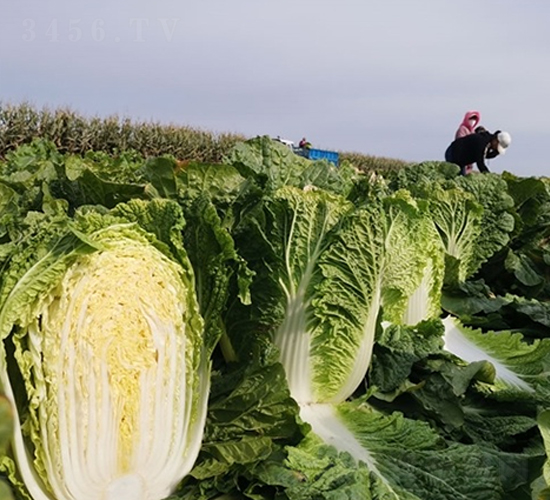 ��������-�ײ˷N��-��Ļ��