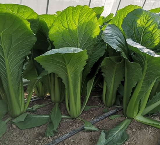 ��Ļ����1̖-�ײ˷N��-��Ļ��