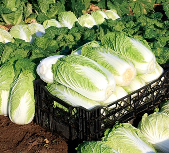 ��Ļ����ˬ-�ײ˷N��-��Ļ��