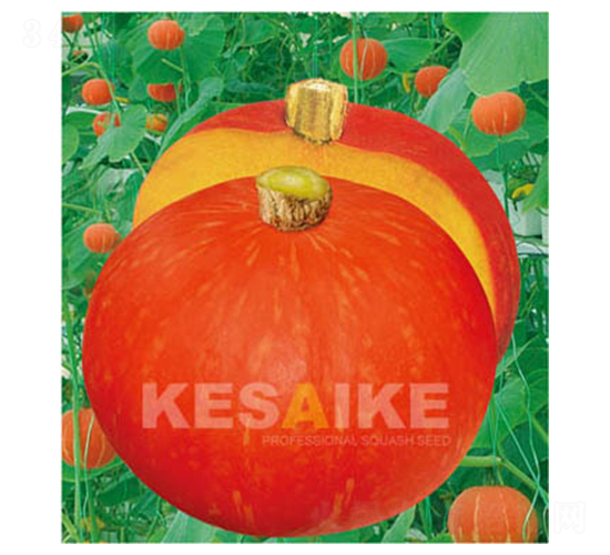 �t��ʯ�����Ϲ�-�ϹϷN��-�wِ�w