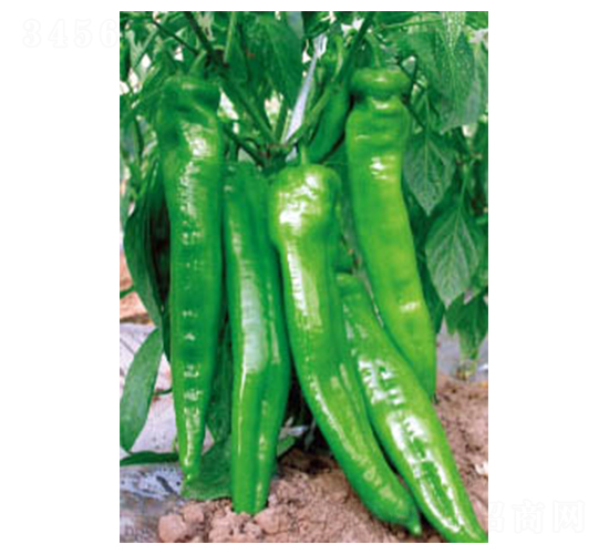 ِ�S��̖-�����N��-�wِ�w