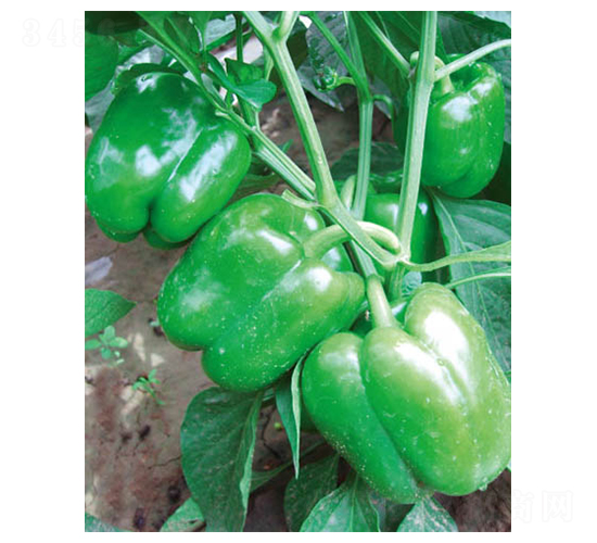 ِ����̖(h��o)-�𽷷N��-�wِ�w