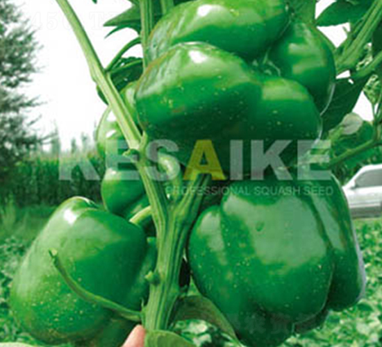 ���Z-�𽷷N��-�wِ�w