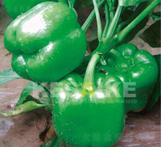 ���P-�𽷷N��-�wِ�w