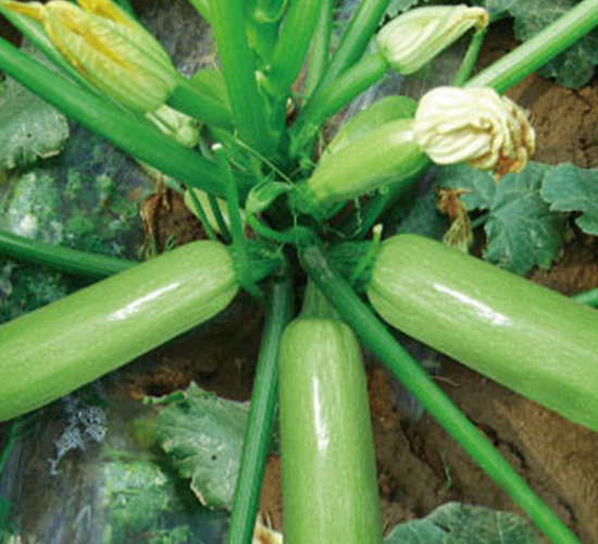 �P����̖(h��o)-�����J�N��-�wِ�w