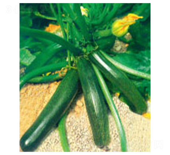 �P����̖-�����J�N��-�wِ�w