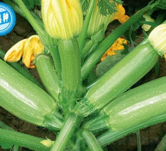 �P��ʮ��̖-�����J�N��-�wِ�w