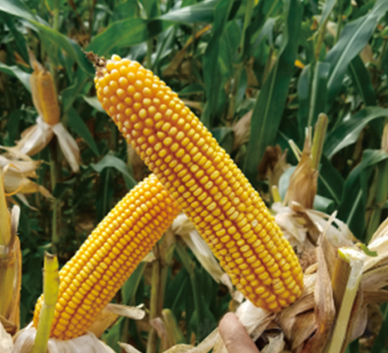 ����121-���׷N��-��(chu��ng)���N�I(y��)