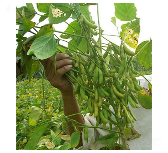 ����100-�󶹷N��-�|���r(n��ng)�I(y��)