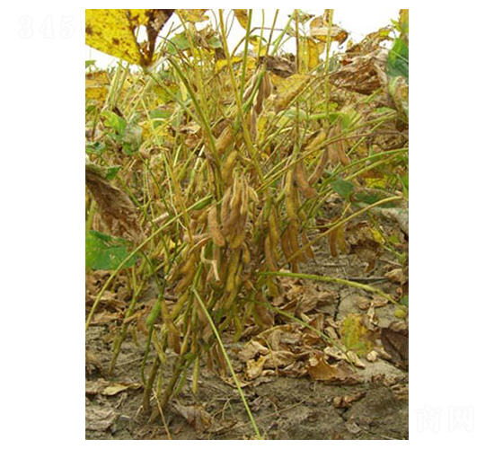 �R��10-�󶹷N��-�|���r(n��ng)�I(y��)