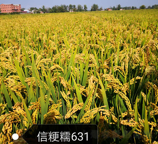 �ž�Ŵ631-Ŵ���N��-�|���r(n��ng)�I(y��)